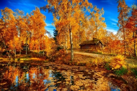 October - pretty, reflection, leaves, golden, nice, falling, branches, beautiful, mirrored, colors, lovely, tree, fall, glow, colorful, nature, autumn, october, foliage, shine