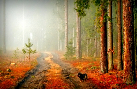 October - pretty, dog, reflection, leaves, golden, nice, falling, branches, beautiful, mirrored, colors, lovely, tree, fall, glow, colorful, nature, autumn, october, foliage, shine