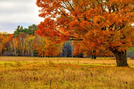 October - pretty, reflection, leaves, golden, nice, falling, branches, beautiful, mirrored, colors, lovely, tree, fall, glow, colorful, nature, autumn, october, foliage, shine