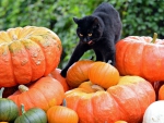 Checking out the Pumpkins