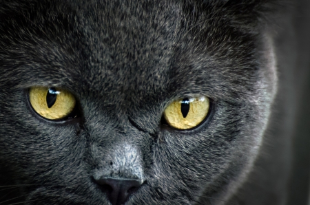 Eye of the Cat! - animal, cat, grey, eyes