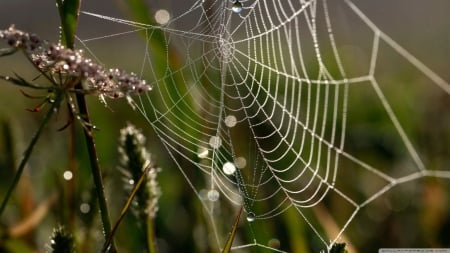 Dew on the web - raindrops, abstracphotography, drops, HD, dewdrops, grass, web, nature, dew, rain, macro, spider web, field, animals, wallpaper