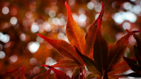 Red Japanese maple - abstract, photography, maple leaf, HD, maple, leaves, japanese maple, fall, japan, nature, autumn, zen, macro, leaf, wallpaper