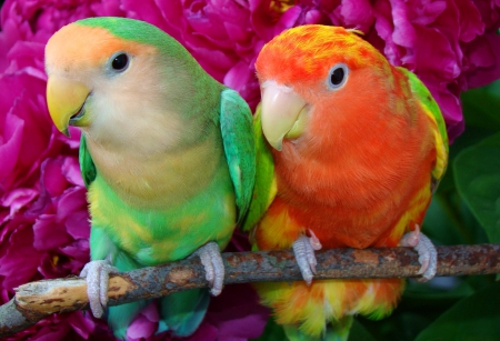 Exotic birds - nice, parakeet, love, branches, lovely, nature, parrot, beautiful, friends, sweet, tree, colors, cute, birds