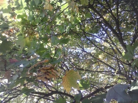 Tree - leaves, tree, autumn, forest