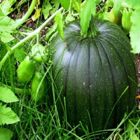 Green Pumpkin