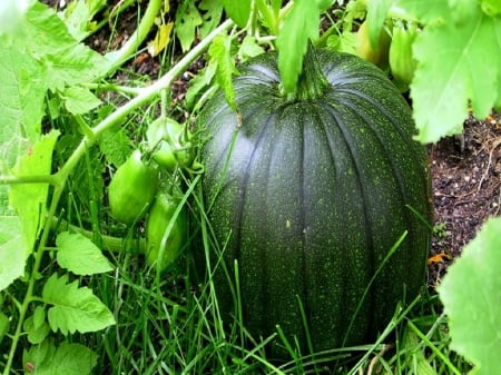 Green Pumpkin - autumn, pumpkin, vegetable, green pumpkin