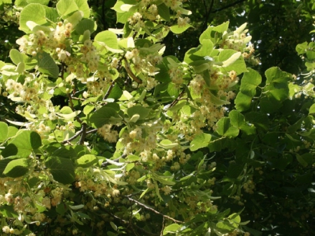 Tilia - herb, tree, flower, tilia