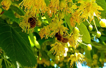 Tilia - tree, bee, flower, tilia