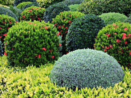 Shrubs - Garden, Trees, Shrubs, Shrub