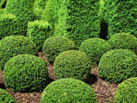 Shrubs - garden, shrub, shrubs, trees