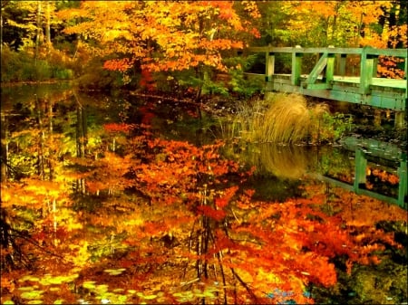 Autumn bridge - quiet, tranquil, forest, reflection, calmness, lake, branchews, nice, falling, branches, trees, beautiful, pond, mirrored, lovely, fall, colorful, nature, clear, serenity, foliage, bridge