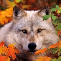 Autumn Wolf