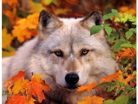 Autumn Wolf