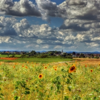 wonderful sunflower fields in bremm germany hdr