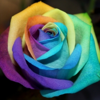 Rainbow Rose!