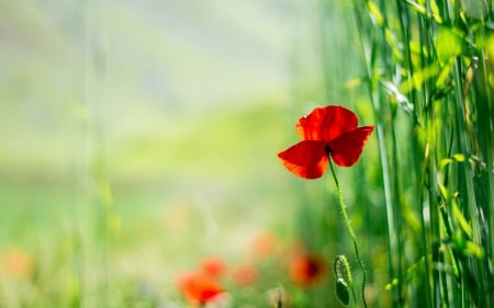 Poppy - bokeh, poppy, poppies, splendor, grass, flowers, nature, red, green