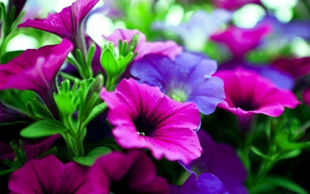 Flowers - purple, flowers, garden, pink