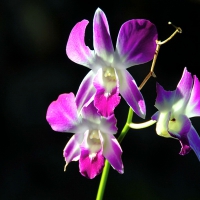 Orchids on black