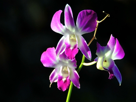 Orchids on black - fuschia, orchids, black, stem, flowers