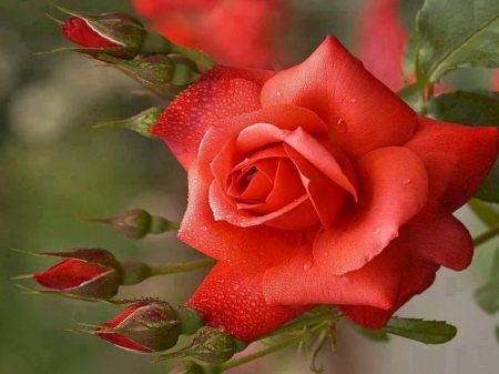 Buds and a bloom - flowers, rose, branch, buds