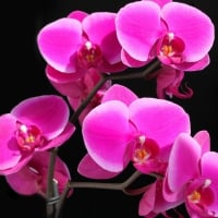 Pink Orchids