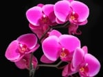 Pink Orchids