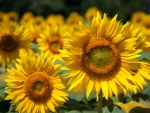 *** Sunflowers ***