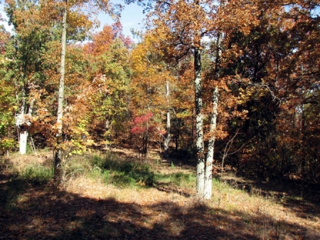 Fall of The Year - woods, forests, nature, autumn