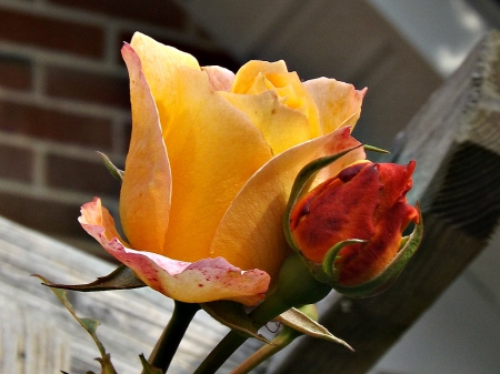 precious buds - roses, flower, yellow, petals