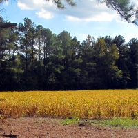 Country Crops