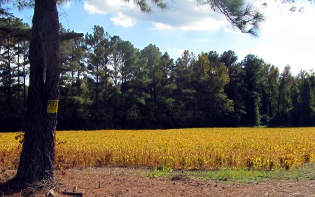 Country Crops - fields, rural, croplands, country