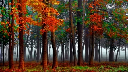 Autumn forest - falling, trees, carpet, beautiful, colors, lovely, leaves, fall, nature, autumn, nice, foliage