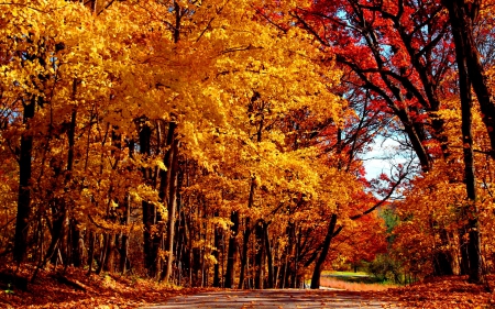 Autumn road - nice, autumn, falling, trees, path, lovely, road, foliage, nature, fall, forest, october, beautiful, leaves, colors, golden