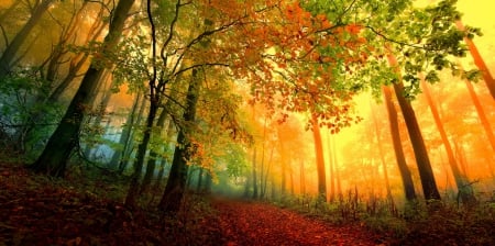 Golden forest mist - forest, leaves, path, mist, golden, nice, woods, falling, trees, haze, beautiful, colors, lovely, fall, nature, autumn, foliage