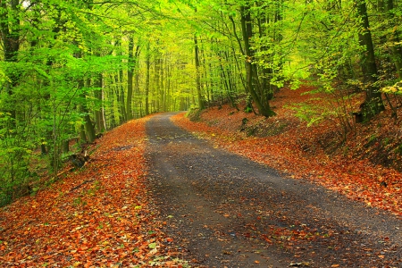 Beautiful Forest - trees, nature, Beautiful, autumn, road, forest