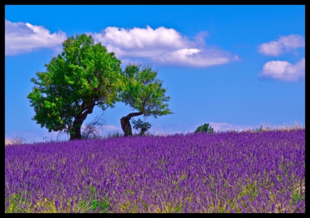 A field of lavander