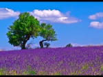 A field of lavander