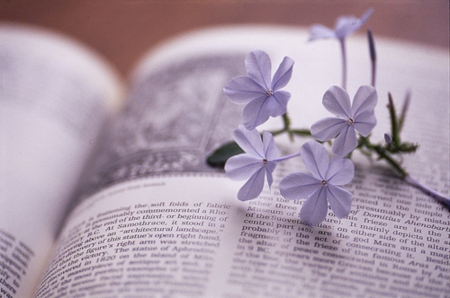 áƒ¦ Soft áƒ¦ - purple, book, little, soft, beauty, flowers