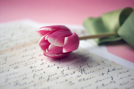 *Pink Tulip* - for you, i miss you, forever, letter, beauty, love, pink, flowers, pink tulip, soft, pastel