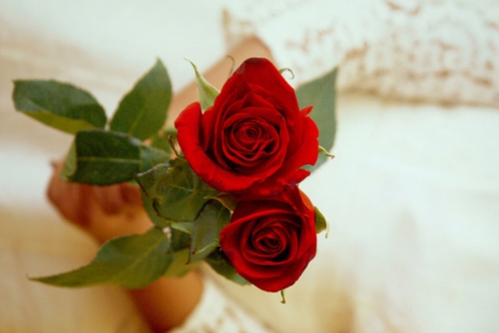 *Amour* - roses, for you, bride, forever, wedding, red roses, beauty, amour, red passion, love, red, floral