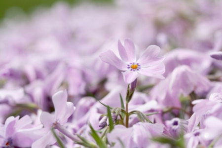 ( Pastel ) - purple, softness, beautiful, flowers, pastel, lovely, field, nature, colors