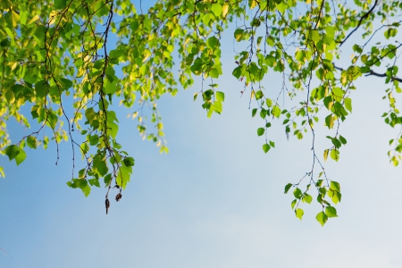 Beautiful - trees, nature, Beautiful, green, forest