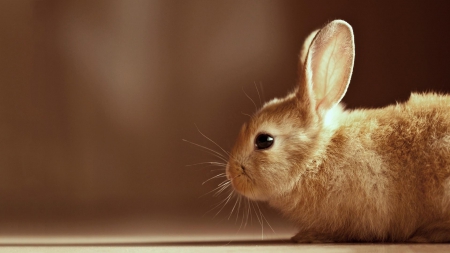 Rabbit - Rabbit, bunny, hare, animl