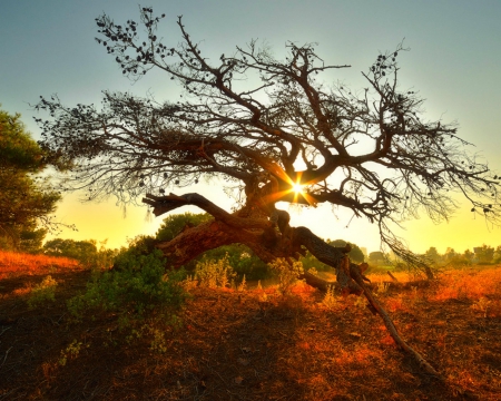 Beautiful sunshine - tree, nature, sunrise, grass