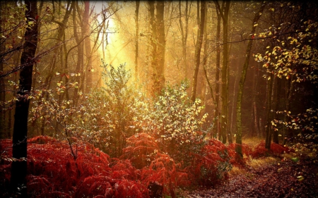 Forests beauty - forests, trees, nature, rays