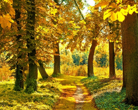 Autumn - nature, autumn, path, trees