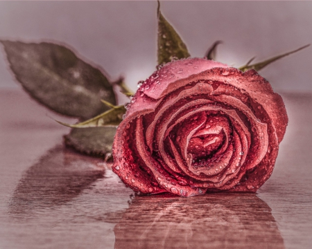 Rose for Beeble - reflection, pink, beautiful, leaves, rose