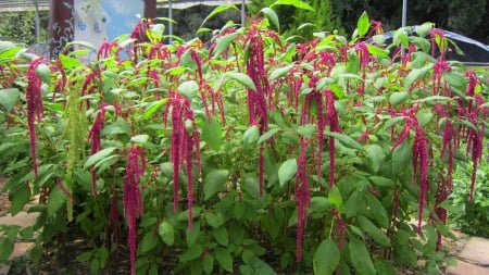 Lovely flower - garden, lovely, flower, red