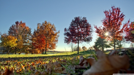 Autumn colours scenery - landscape, scene, grass, sunrise, light, leaves, sunrays, field, sun, HD, morning, tree, fall, colours, nature, sunset, rays, autumn, leaf, wallpaper